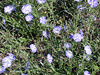 SmugMug > keywords > linum > 2002 Seeds of Success training class in Tucson, Arizona. Linum spp.  Photo by Olivia Kwong.