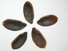 SmugMug > keywords > linum > Linum lewisii (LILE3)