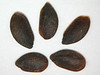 SmugMug > keywords > linum > Linum perenne (LIPE2)